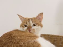 -废柴猫桌游概念馆(王府井喜悦购物中心店)