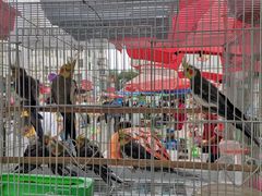 -哈尔滨道外花鸟鱼市场
