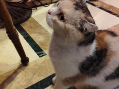 -猫色咖啡·猫咖