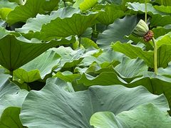 -莲池书院博物馆