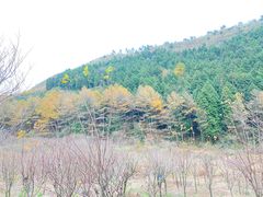 -四明山国家森林公园