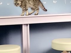 -喵的天空名猫咖啡馆·撸猫·猫舍·用品