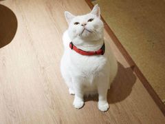 -有猫主题·治愈系猫咖(曾厝垵店)