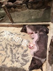 -造物庄园 萌宠纪(苏州湾歌林公园店)