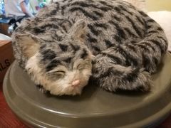 -猫色咖啡·猫咖
