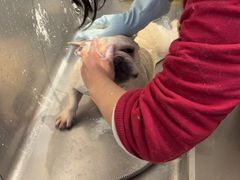 -PETKIT 小佩宠物·低压洗护·美容·寄养(安远店)