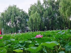 -四川大学(望江校区)