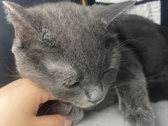 -芭比堂爱心动物医院(柯桥康爱分院)