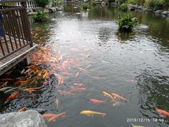 -大门水乡·顺德菜