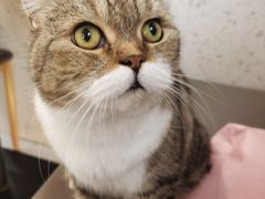 -喵园·猫主题咖啡厅·撸猫·猫咖(国贸店)