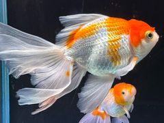-海合安天津极地海洋公园