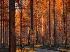 -黄海国家森林公园