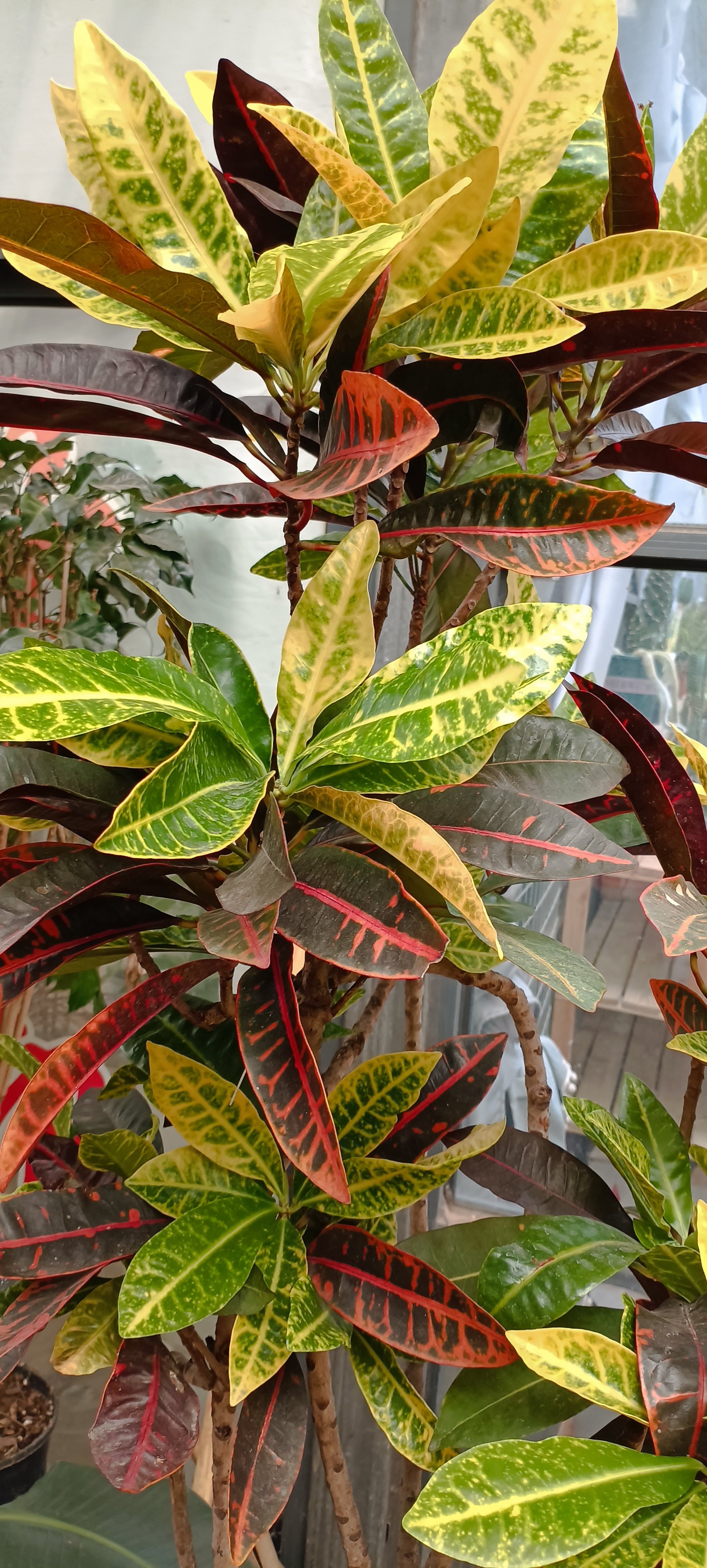 每天认识一种植物