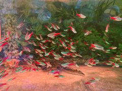 -溪岸路花鸟市场