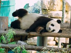 -西霞口神雕山野生动物世界