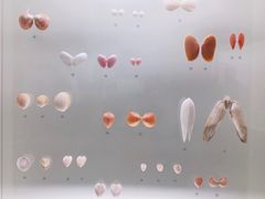 -青岛贝壳博物馆