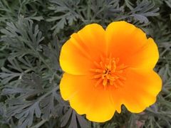 iphone_upload_pic-保利石象湖景区