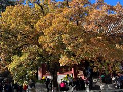 -香山公园