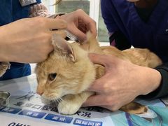 -伟伟宠物医院·CT影像中心·瑞派犬猫综合性门诊(汉口总院)