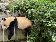 -成都大熊猫繁育研究基地