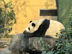 -成都动物园