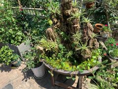 -先机泉水鸡汤(南山老君洞店)