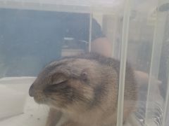-美联众合动物医院·24h转诊中心