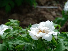 -洛阳市隋唐城遗址植物园