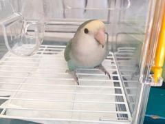 -瑞派·关忠动物医院猫科外科·异宠·24小时转诊中心(祥云店)