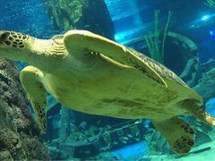 -银鼎轩麻辣香锅(丹尼斯2天地店)