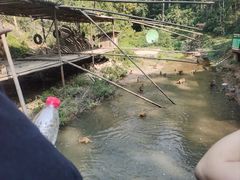-西双版纳原始森林公园