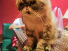 -猫色咖啡·猫咖
