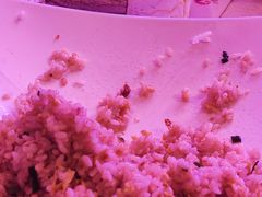-海盗船. 龙虾烧烤. 酒馆