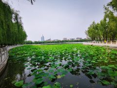 -莲花池公园