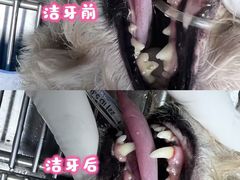 -博特宠物医院24h犬猫全科.骨科·异宠