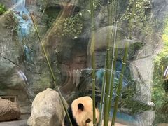-熊猫谷