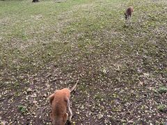 -合肥野生动物园