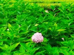-黄村公园