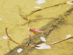 -广州白江湖森林公园