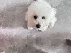 -翊宠yipet猫狗购宠庄园犬舍•猫舍