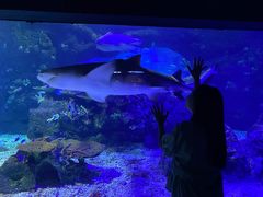 -江和美海洋公园