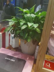 -阿莲新妆护肤造型