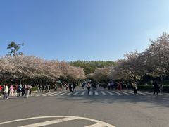 -武汉大学-樱园