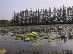 -上海长兴岛郊野公园