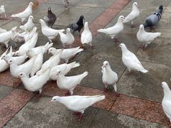 -顺峰山公园