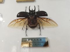 -上海昆虫博物馆