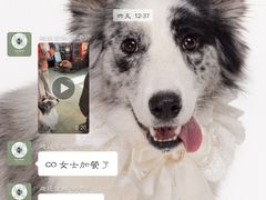 -趣玩宠物乐园寄养训犬训狗游泳池