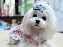 -鑫艺宠物美容培训学校