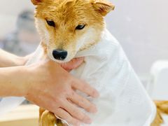 -佐罗家宠物馆·猫文化馆(紫霞路店)