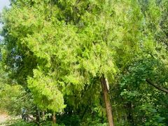 -北京西山国家森林公园